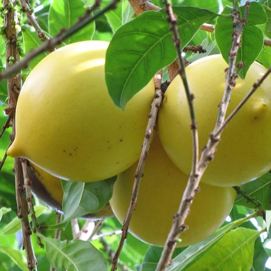 Abiu (Pouteria Caimito) - Seedling - LIVE PLANT