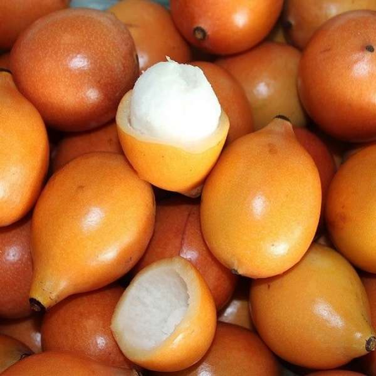 Achachairu (Garcinia humilis) - Seedling - LIVE PLANT