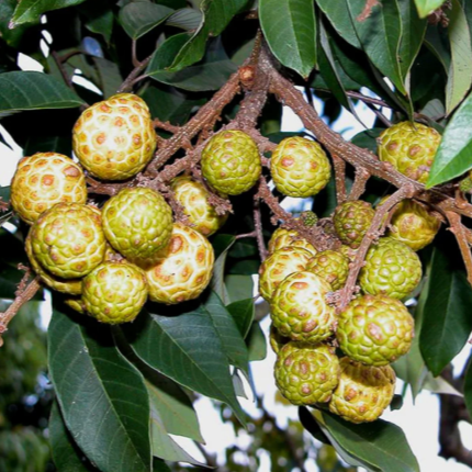 Alupag (Dimocarpus Didyma) - Grafted - LIVE PLANT