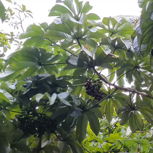 Amazon Tree Grape (Pourouma cecropiifolia) - Seedling - LIVE PLANT