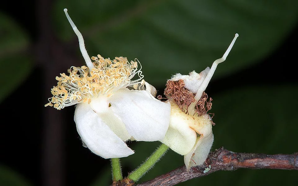 Araza boi (Eugenia stipitata) - Seedling - LIVE PLANT