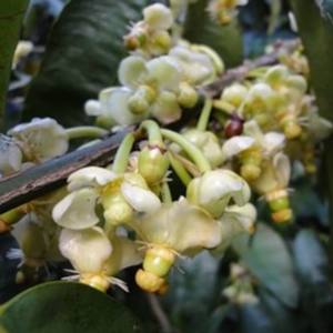 Bacuripari (Garcinia macrophylla) - Seedling - LIVE PLANT