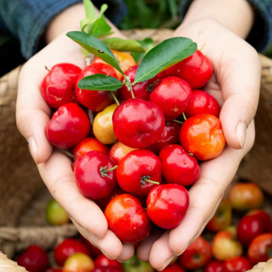 Barbados Cherry (Malpighia Emarginata) - Grafted - LIVE PLANT