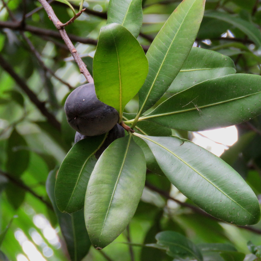 Black Apple (Pouteria Australis) - Seedling - LIVE PLANT