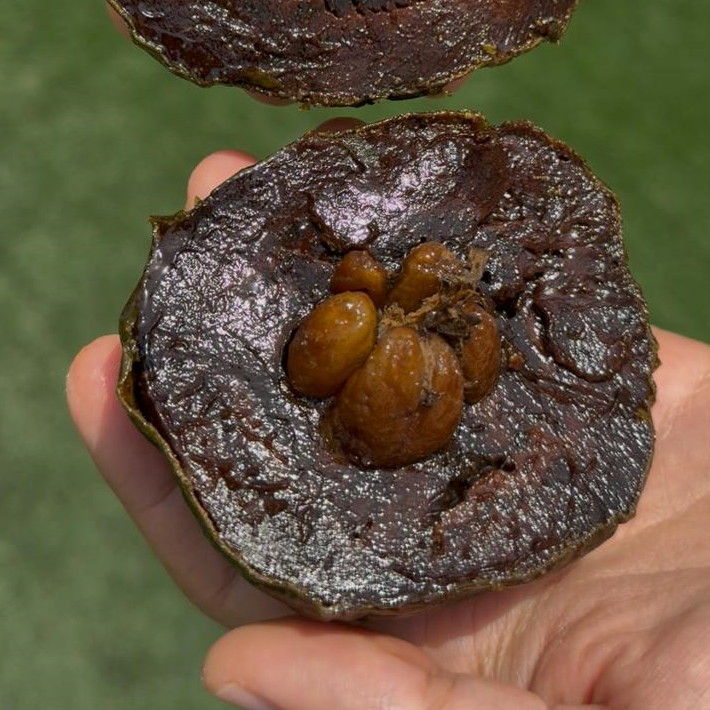Black Sapote - FRESH FRUIT