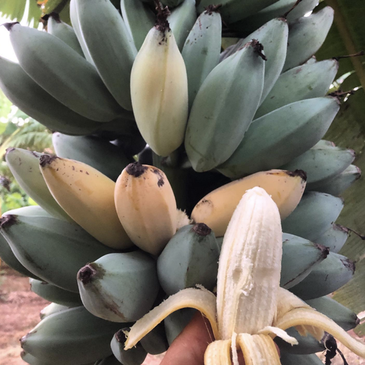 Blue Java Banana (Musa ‘Blue Java’) - LIVE PLANT