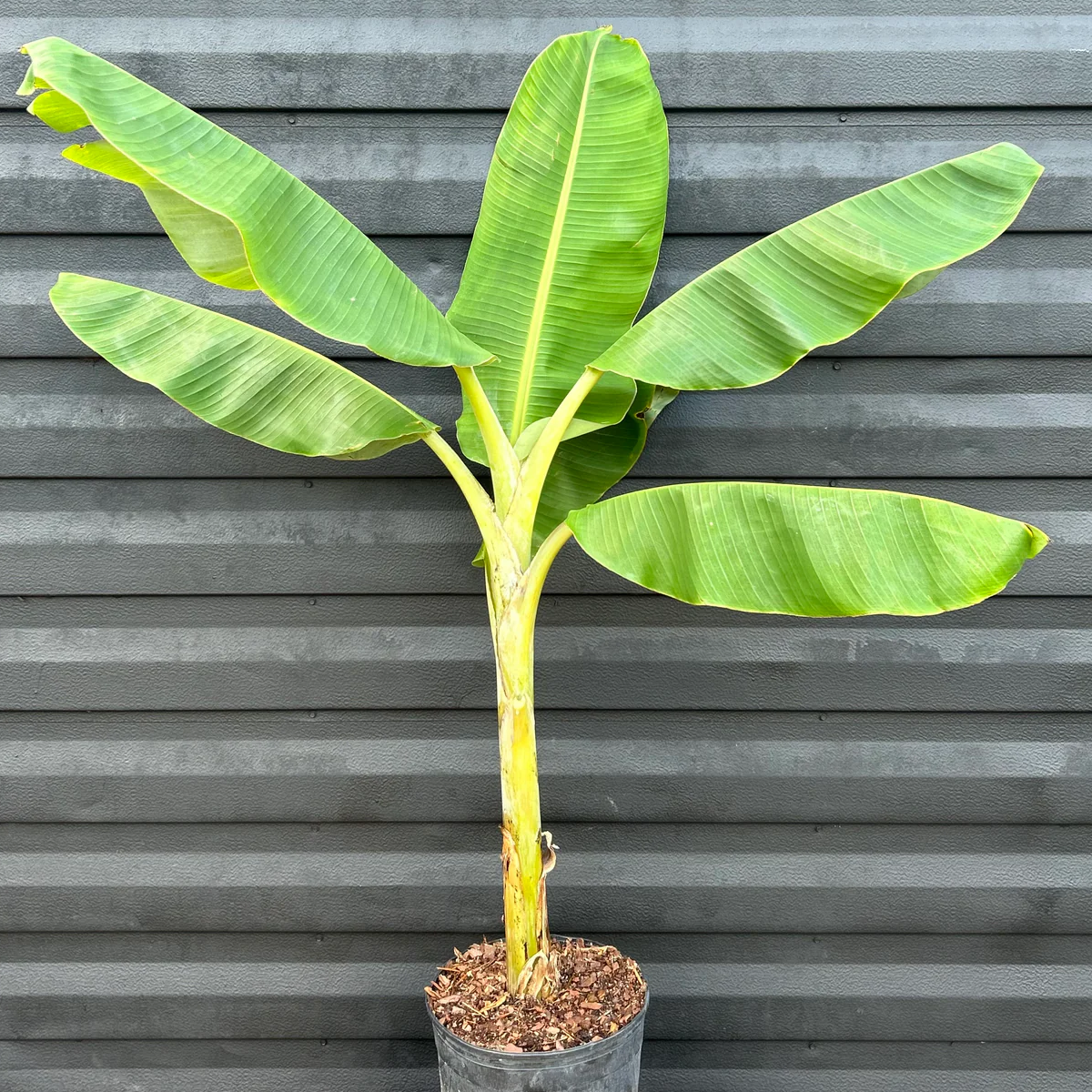 Blue Java Banana (Musa ‘Blue Java’) - LIVE PLANT