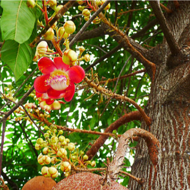 Brazil Nut (Bertholletia excelsa) - Seedling - LIVE PLANT