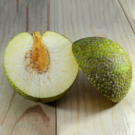 Breadfruit (Artocarpus Altilis) - Grafted - LIVE PLANT
