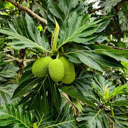 Breadfruit (Artocarpus Altilis) - Grafted - LIVE PLANT