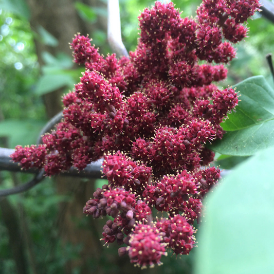 Cambodian Wild Grape (Ampelocissus Martini) - Seedling - LIVE PLANT