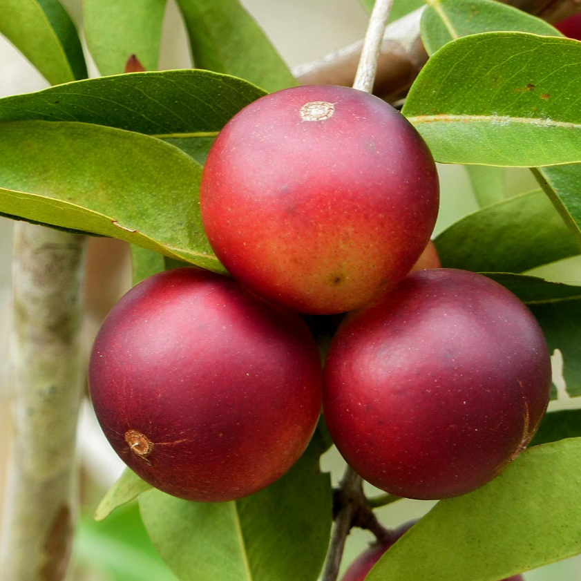 Camu Camu (Myrciaria Dubia) - Seedling - LIVE PLANT