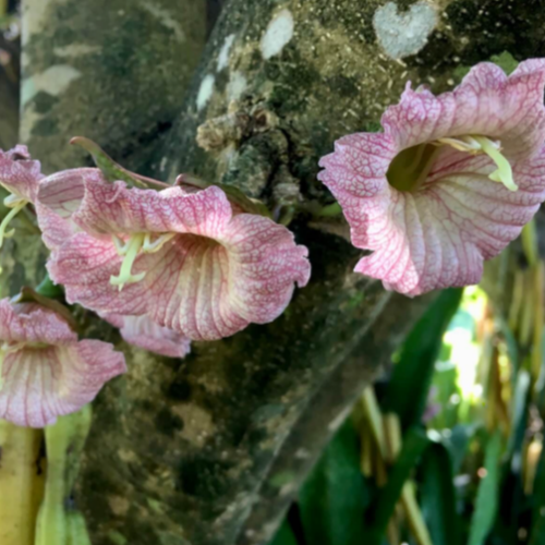 Candle Fruit (Parmentiera cereifera) - Seedling - LIVE PLANT