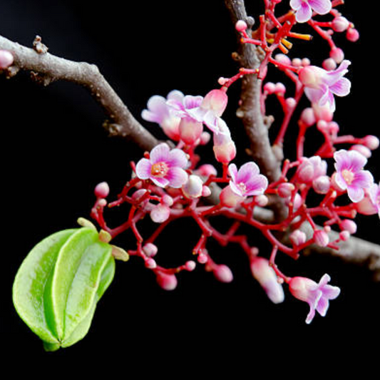 Carambola / Star Fruit (Averrhoa Carambola) - Grafted - LIVE PLANT