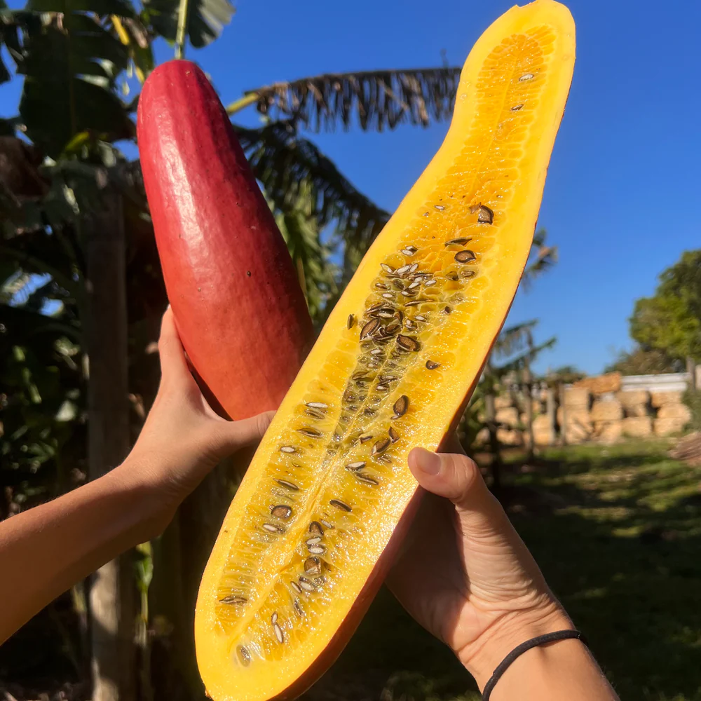 Casabanana (Sicana odorifera) vine - Seedling - LIVE PLANT