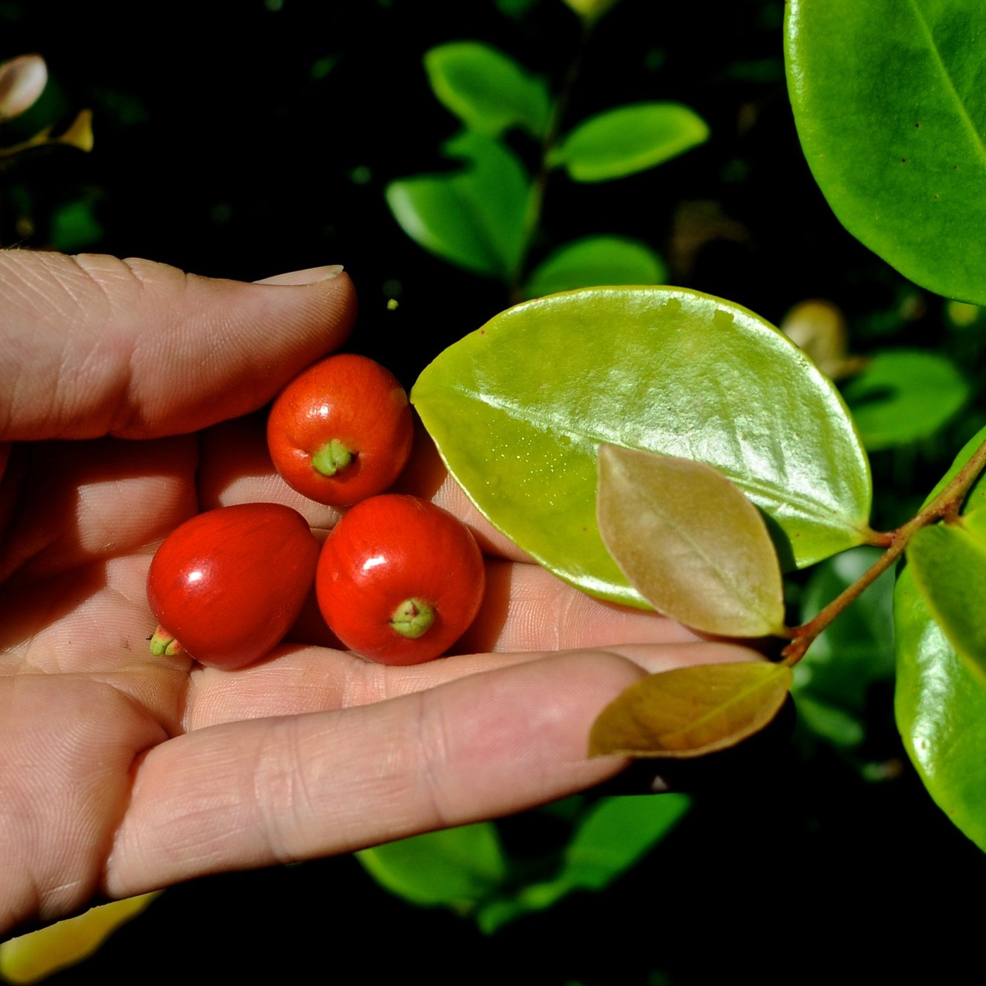 Cedar Bay Cherry (Eugenia Reinwardtiana) - Seedling - LIVE PLANT