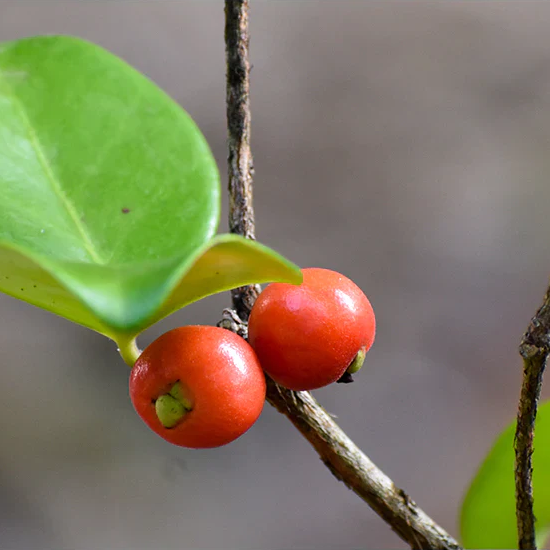 Cedar Bay Cherry (Eugenia Reinwardtiana) - Seedling - LIVE PLANT