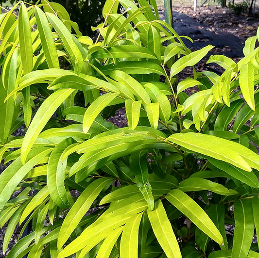 Chammaliang (Lepisanthes fruticosa) - Seedling - LIVE PLANT