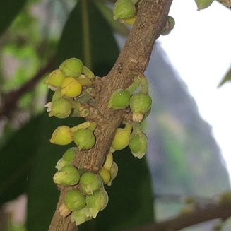 (Chrysophyllum lucentifolium) - Seedling - LIVE PLANT