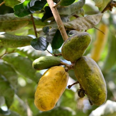 Giant Olosapo (Couepia Polyandra) - Seedling - LIVE PLANT