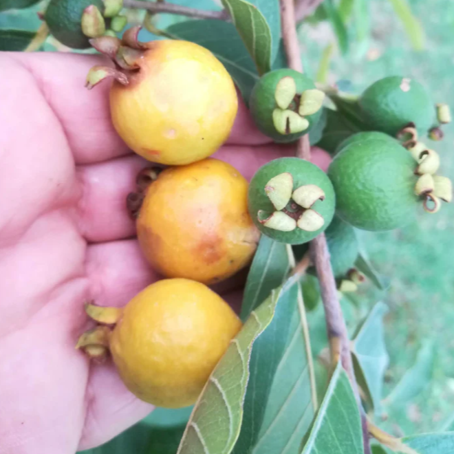 Grape Guava (Pdium guineense) - Seedling - LIVE PLANT