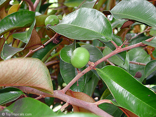 Green Star Apple (Chrysophyllum Cainito) - Seedling - LIVE PLANT