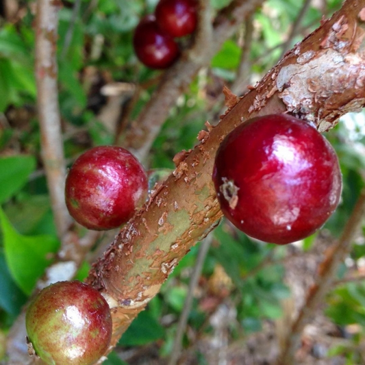 Jaboticaba 'Red Hybrid' (Plinia Cauliflora) - Seedling - LIVE PLANT