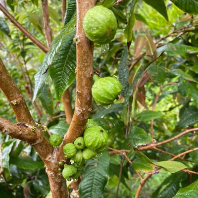 Jaboticaba Branca (Phitrantha Branca) - Seedling - LIVE PLANT