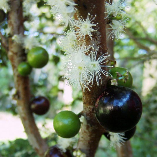 Jaboticaba 'Oblongata' (Plinia Cauliflora) - Seedling - LIVE PLANT
