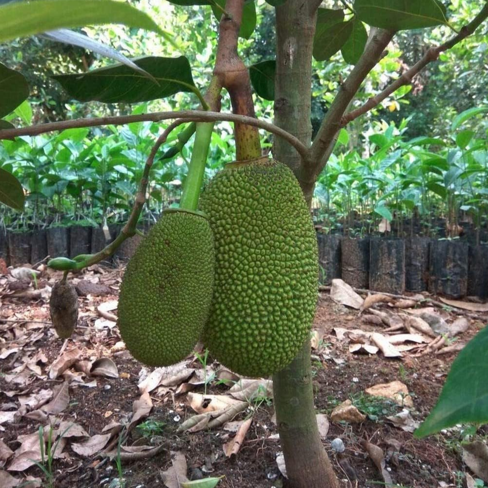 Jackfruit 'Vietnam Super Early' (Artocarpus Heterophyllus) - Grafted - LIVE PLANT