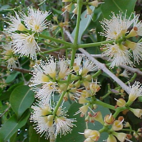 Java Plum (Syzygium cumini) - Grafted - LIVE PLANT