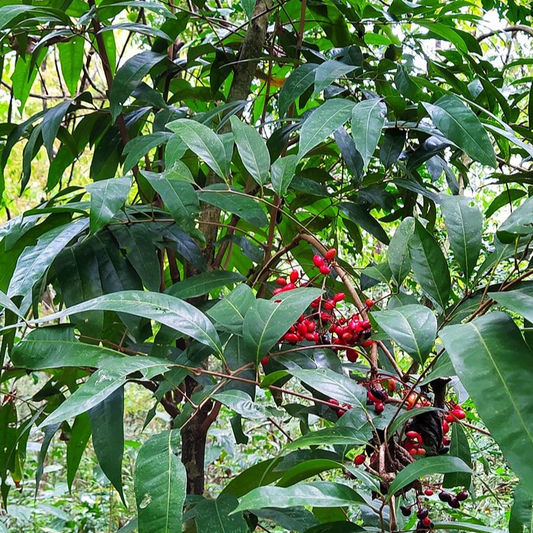 Kasam (Erioglossum Rubiginosum) - Seedling - LIVE PLANT