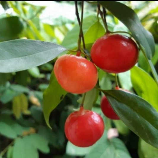 Lanceleaf Garcinia (Garcinia gracilis) - Seedling - LIVE PLANT