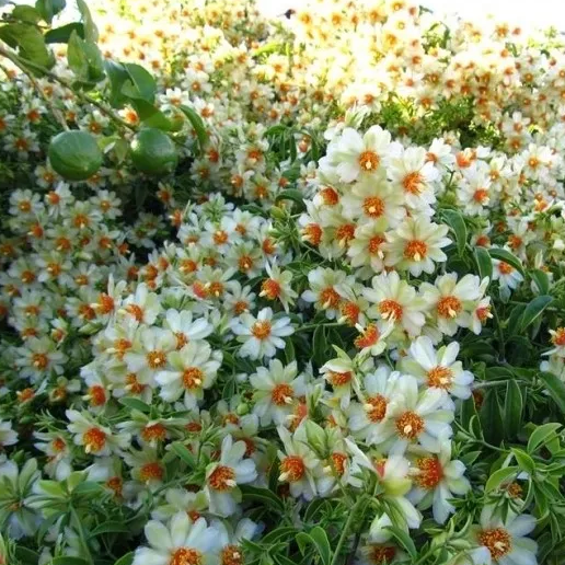 Lemon Vine (Pereskia Aculeata) - Air Layer - LIVE PLANT