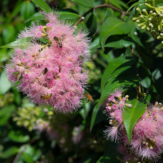 Lilly Pilly (Syzygium Luehmannii) - Air Layer - LIVE PLANT