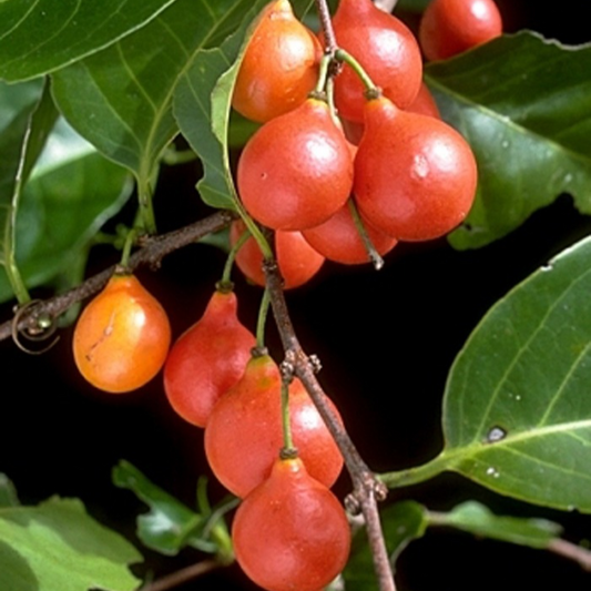 Lolly Berry (Salacia Chinensis) - Seedling - LIVE PLANT