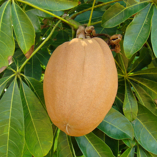 Malabar Chestnut (Pachira aquatica) - Seedling - LIVE PLANT