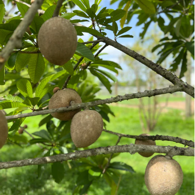 Mamey Sapote 'Pantin / Key West' (Pouteria sapota) - Grafted - LIVE PLANT