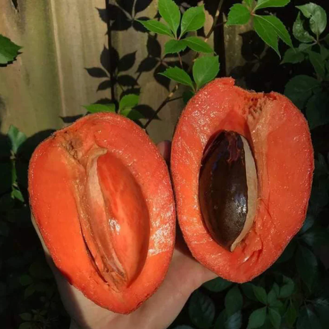 Mamey Sapote 'Tazmul' (Pouteria sapota) - Grafted - LIVE PLANT