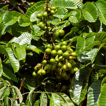 Matoa 'Purple' (Pometia Pinnata) - Grafted - LIVE PLANT
