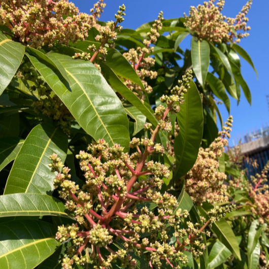 Nam Doc Mai 'Gold' Mango (Mangifera indica) - Grafted - LIVE PLANT