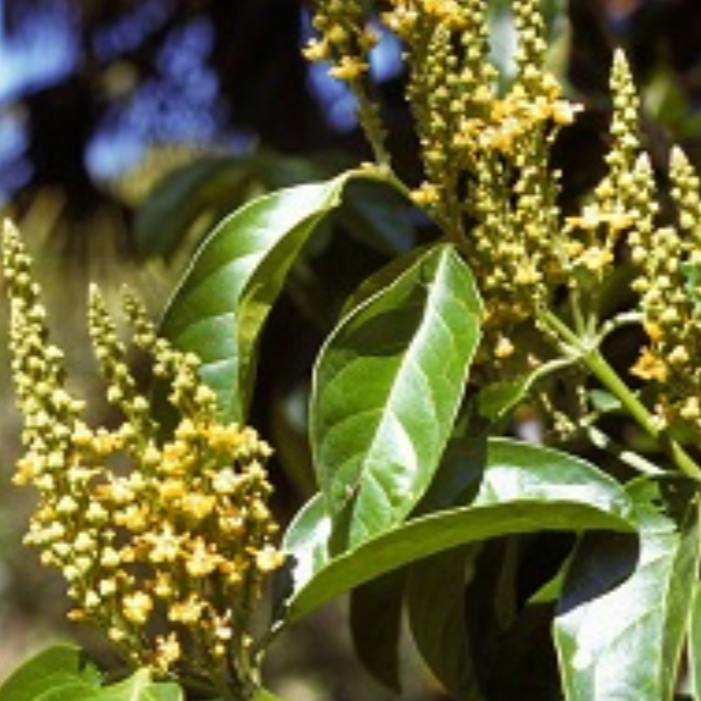 Peanut Butter Fruit (Bunchosia Glandulifera) - Seedling - LIVE PLANT