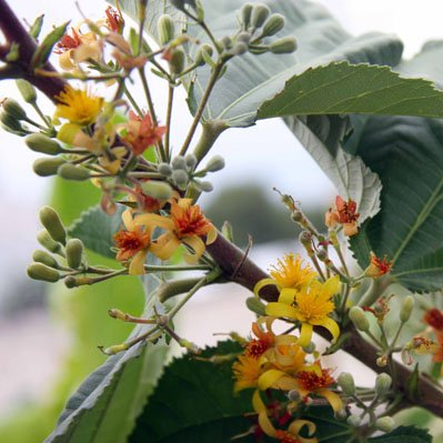 Phalsa (Grewia asiatica) - Seedling - LIVE PLANT