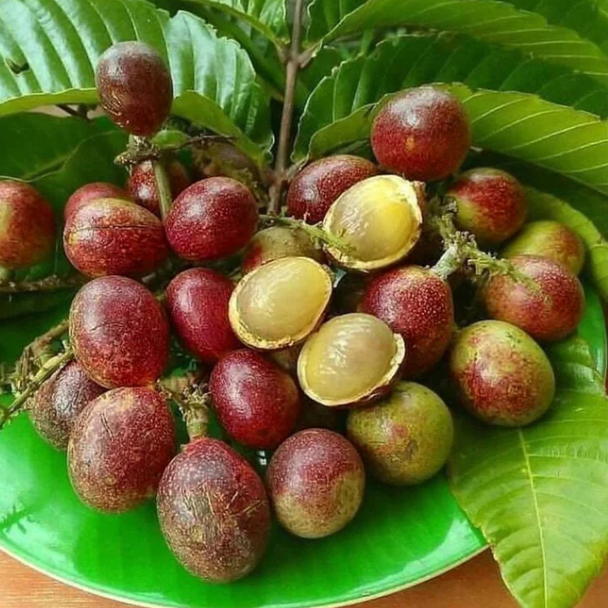 Purple Matoa - FRESH FRUIT