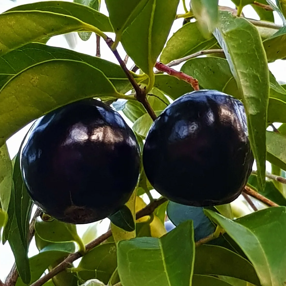 Rainforest Plum (Eugenia candolleana) - Seedling - LIVE PLANT
