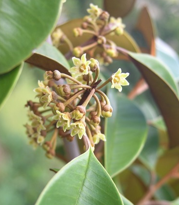 Red Star Apple (Chrysophyllum Cainito) - Seedling - LIVE PLANT