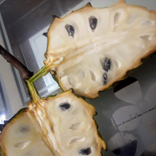 Rollinia (Rollinia Deliciosa) - Seedling - LIVE PLANT