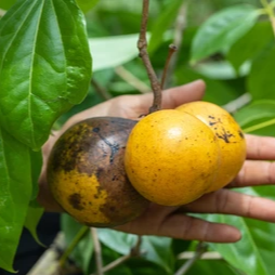 Rovak Fruit (Strychnos nux-blanda) - Seedling - LIVE PLANT