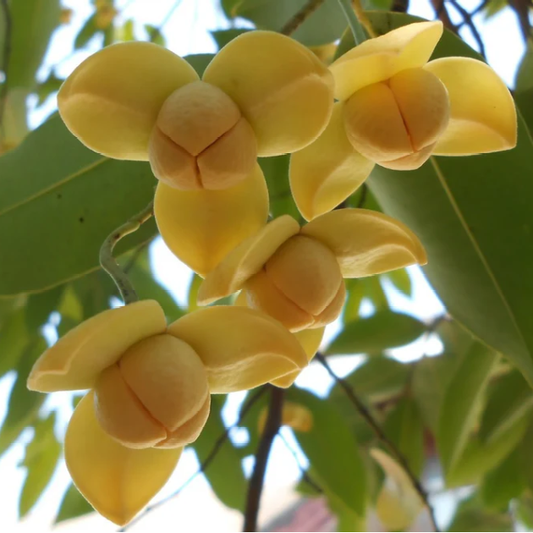 Rumdul (Sphaerocoryne Affinis) - Seedling - LIVE PLANT