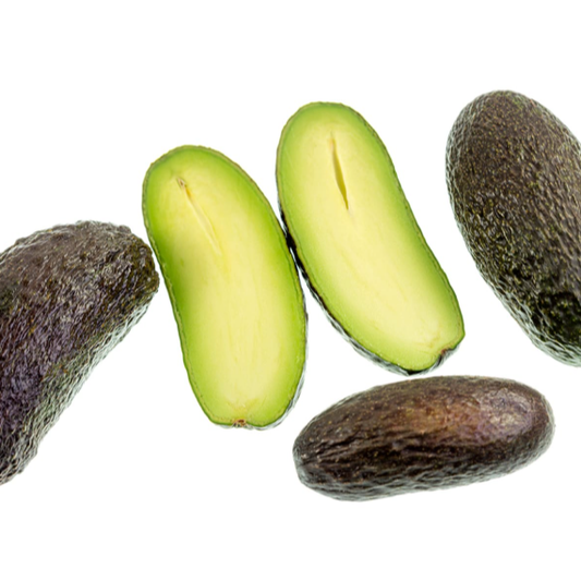 Avocado 'Seedless' (Persea Americana) - Grafted - LIVE PLANT